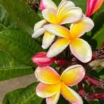 Iris Davidson-Mendiola - Facebook