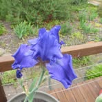 Iris Metcalf - Facebook