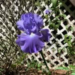 Iris Mintz - @iris.mintz - Instagram