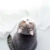 Iris Mok - @2180899045 - TikTok