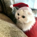 IrisMok - @ovo_m0770 - Instagram