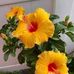 Iris Montes - Facebook