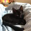 Kitty - @irismorrison32 - TikTok