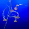 irish moss - @irish.moss - TikTok