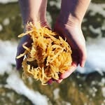 Lahodnosti.cz - @irish_moss_raw - Instagram