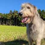 Mouton - @moutontheirishwolf - Instagram