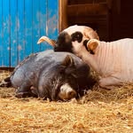 Iris Müller - @happylazyfarm - Instagram