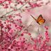 Iris Mullins - Facebook