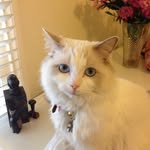 Dame Iris Murdoch - @dame_iris_murdoch - Instagram