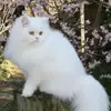 irismurdochcat - @irismurdochscat - TikTok