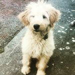 Iris Murray - @irismurray5 - Instagram
