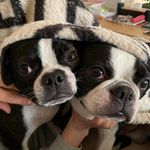 Iris 🙋🏻‍♀️Newton & Tylune the bostons🐾🥎🍖☘️ - @iris_newton_thebostonterrier - Instagram