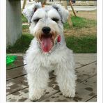 Iris Ngai - Facebook