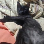 Iris_Nix - @hidden.x.cat - Instagram