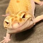 Iris Nix - @iris_the_gecko_ - Instagram