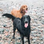 Golden Irish + Flat-Coated - @nixon.the.golden.irish - Instagram