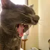 Iris Noel - @irisisntsorry - TikTok