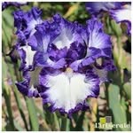 Iris Normandie - @irisnormandie - Instagram