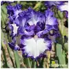 mamie_iris - @irisnormandie - TikTok
