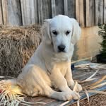 @alongcame_iris_n_oakley - Instagram