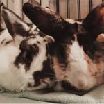 Fufu+Winnie+Otis+Iris+Oakley - @the.blissful.buns - Instagram