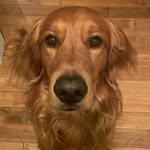 Oak & Timber 🇨🇦 - @oakleythegoldenirish - Instagram