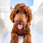 OAKLEY & WINNIE - @oakley.the.irish.doodette - Instagram