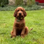 Oakley - @oakley.the.irish - Instagram