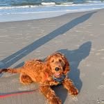 Oakley - @oakley_irishdoodle - Instagram