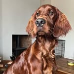 Oakley Parker - @oakley_irishsetter - Instagram