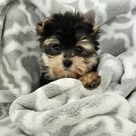 Iris Ocasio - @ziggypawfectlife - Instagram
