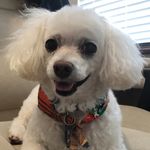 Iris Ocasio - @kimo_the_maltipoo - Instagram