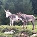 Iris Ott - Facebook