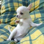Iris Pace - @irispace29 - Instagram