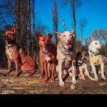 Iris & The Rescued Pack ⛰️ - @villagedogs.in.the.city - Instagram