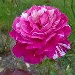 Iris Packmohr - @irispacki - Instagram
