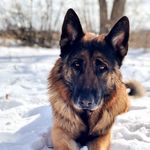 ♧The Daugherty Clan♧ - @the.irish.pack - Instagram