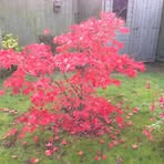 Iris Payne - Facebook