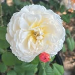 Iris Perkins - Facebook
