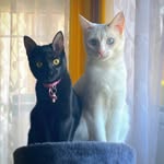 Iris_Perla_Pincho - @iris_perla_pincho - Instagram