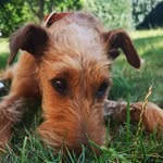 @phelan_irish_terrier - Instagram