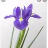 Iris Pinto - @iris.menezes16 - TikTok