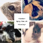 ~Hazel🌰~Iris🌙~Birch🌿~Piper🌹~ - @gpig.fam.ck - Instagram