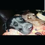 Iris & Piper - @irisandpiper - Instagram