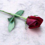 @iris_rose_poetry - Instagram