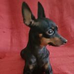 iris - @iris_popeti - Instagram