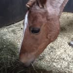 I Love Iris ❤️🐴 - @iris_power_ - Instagram