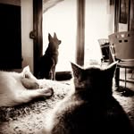 Iris, Prince & Cosmo - @countrypetsgr - Instagram