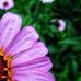 Iris Racel - Facebook
