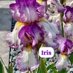 Iris - @iris.radermacher - Instagram